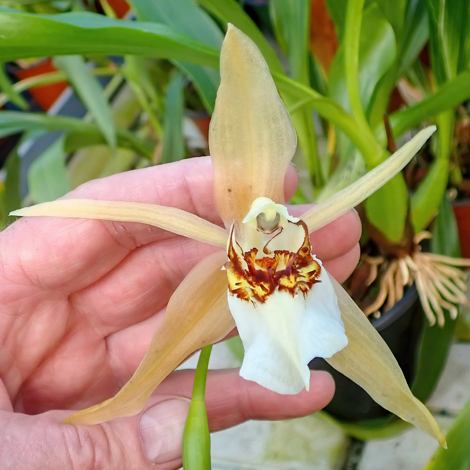 Coelogyne eberhardtii