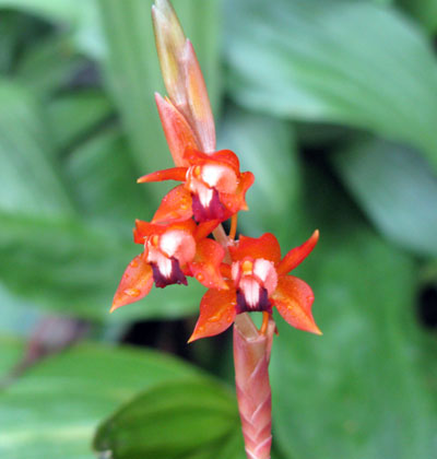 Coelogyne ecarinata  ( tsii )