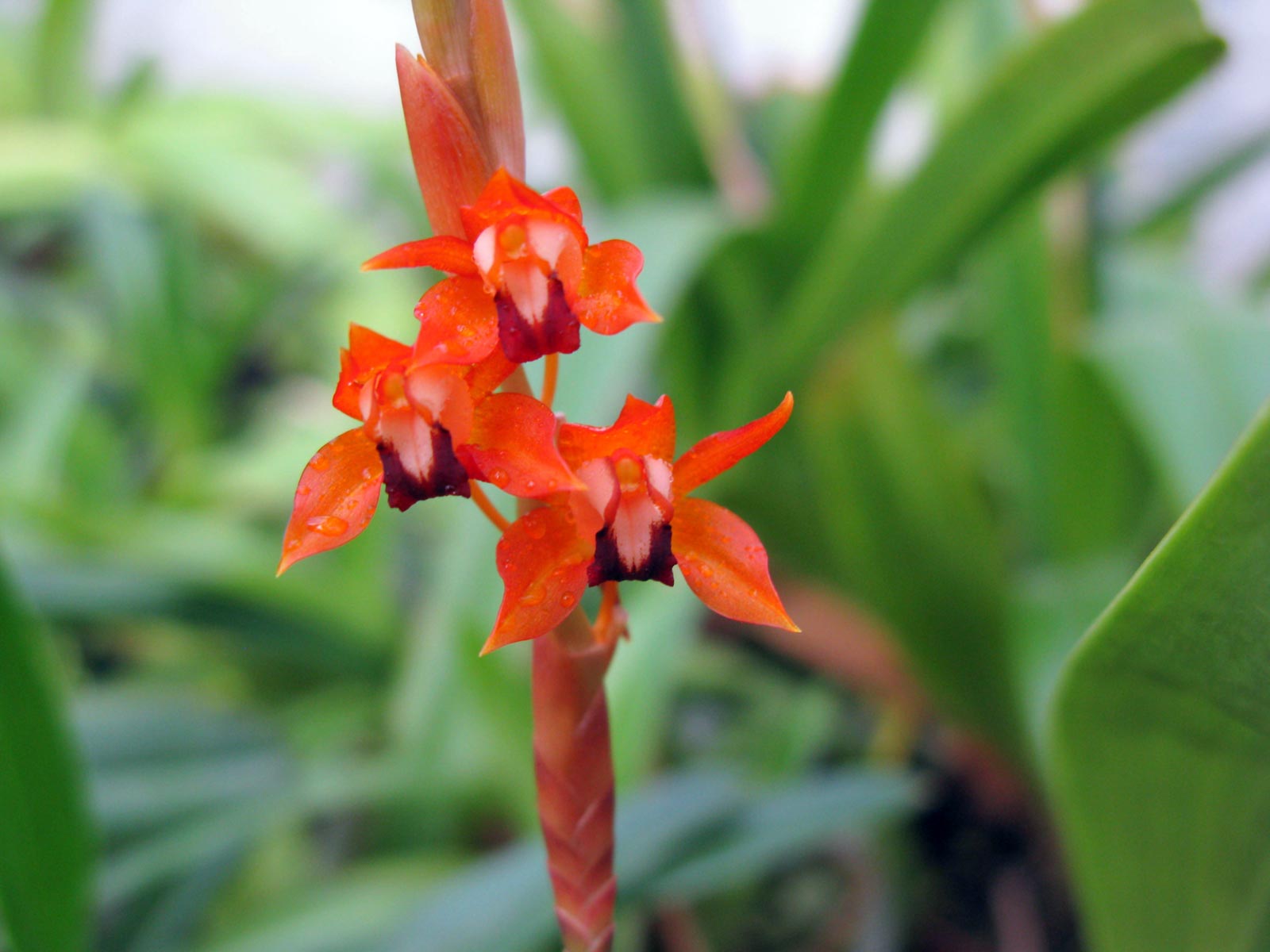 Coelogyne ecarinata  ( tsii )