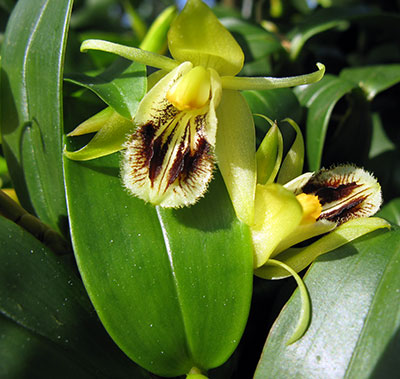 Coelogyne fimbriata