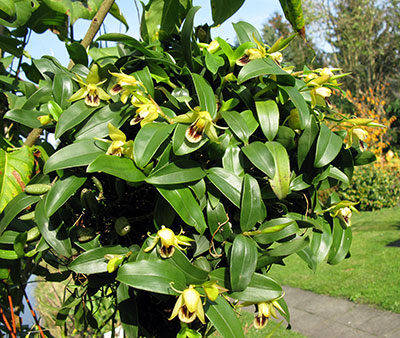 Coelogyne fimbriata