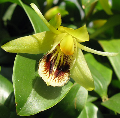 Coelogyne fimbriata