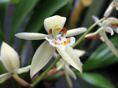 Coelogyne lentiginosa
