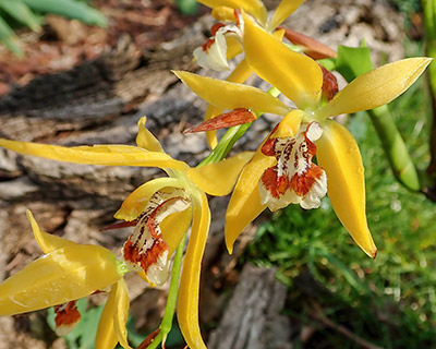 Coelogyne lentiginosa yellow