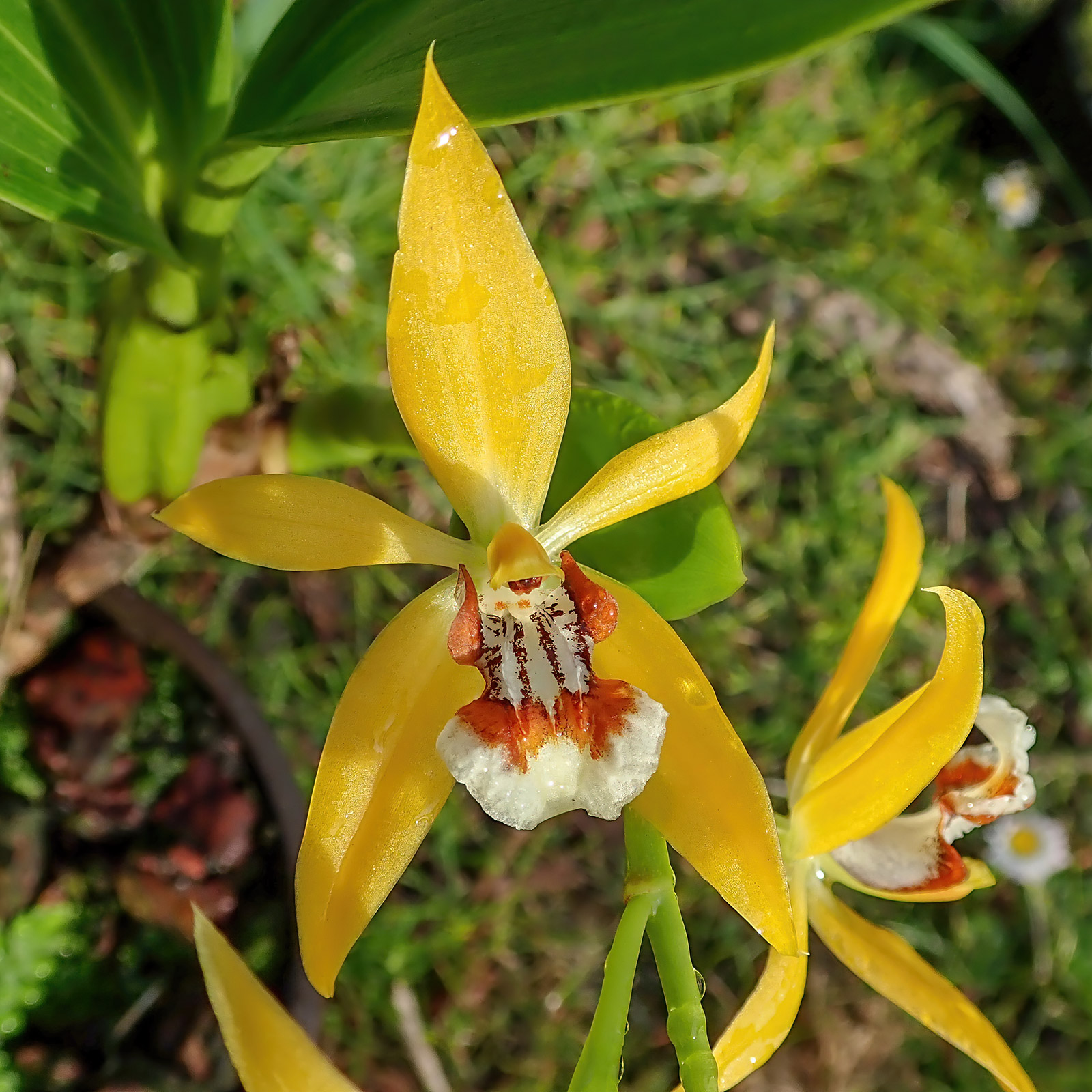 Coelogyne lentiginosa yellow