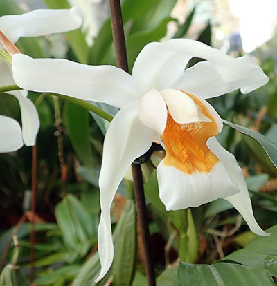 Coelogyne mooreana x Coelogyne lawrenceana