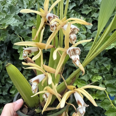 Coelogyne pulverula (syn. dayana)