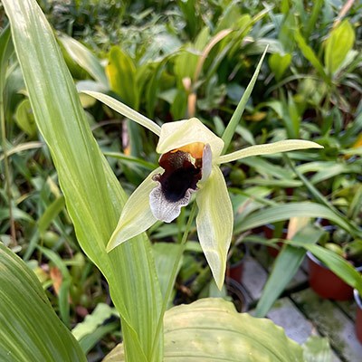 Coelogyne rumphii