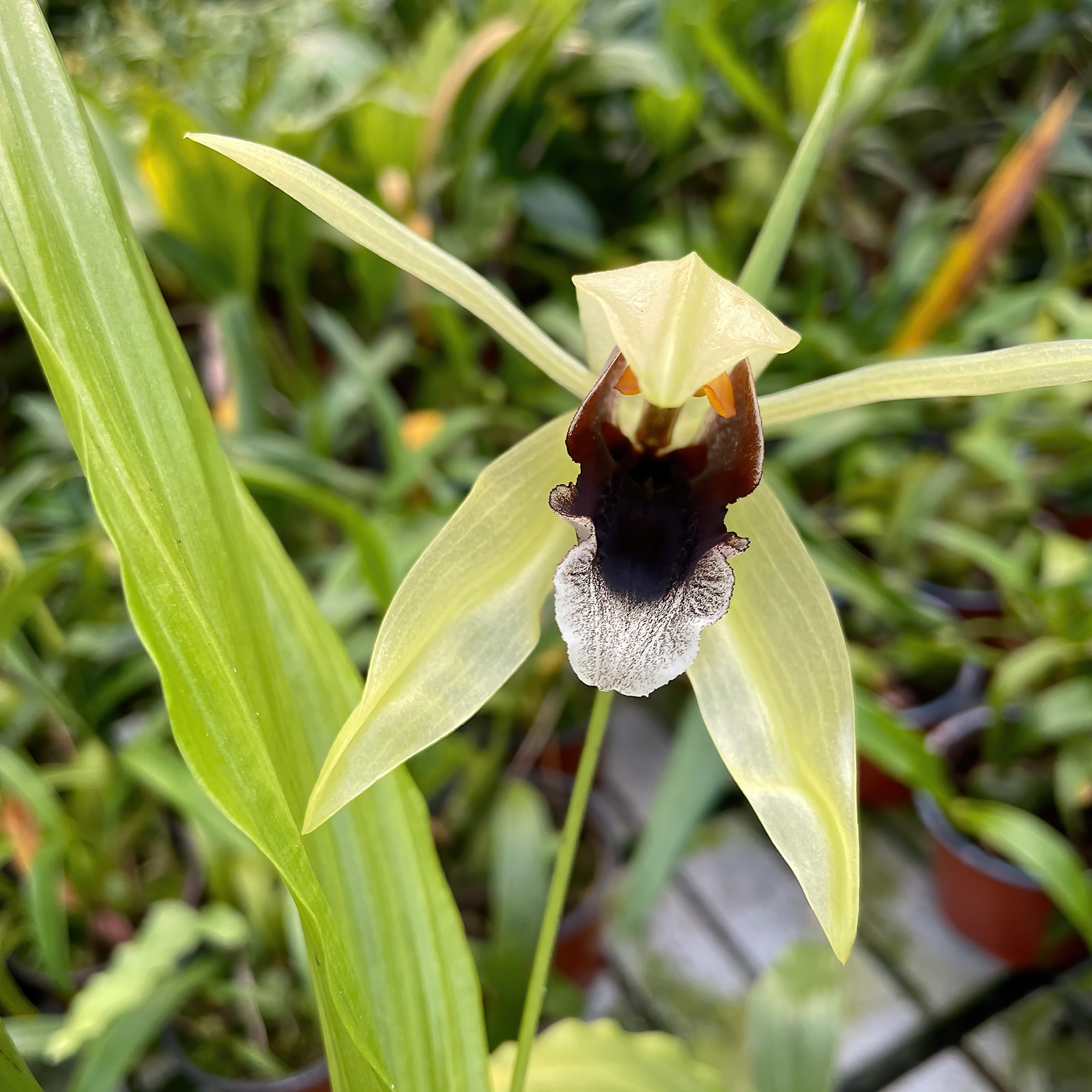 Coelogyne rumphii