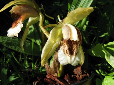 Coelogyne speciosa