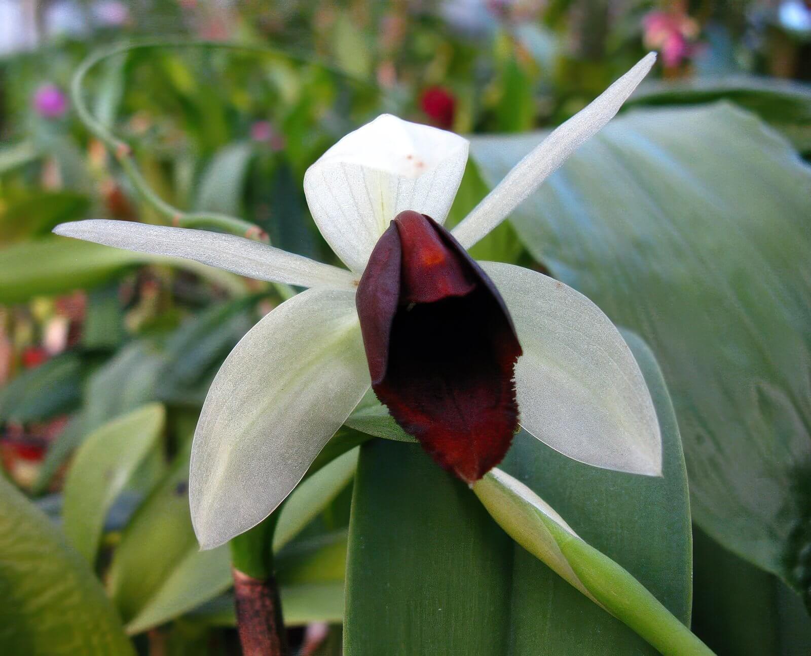 Coelogyne usitana