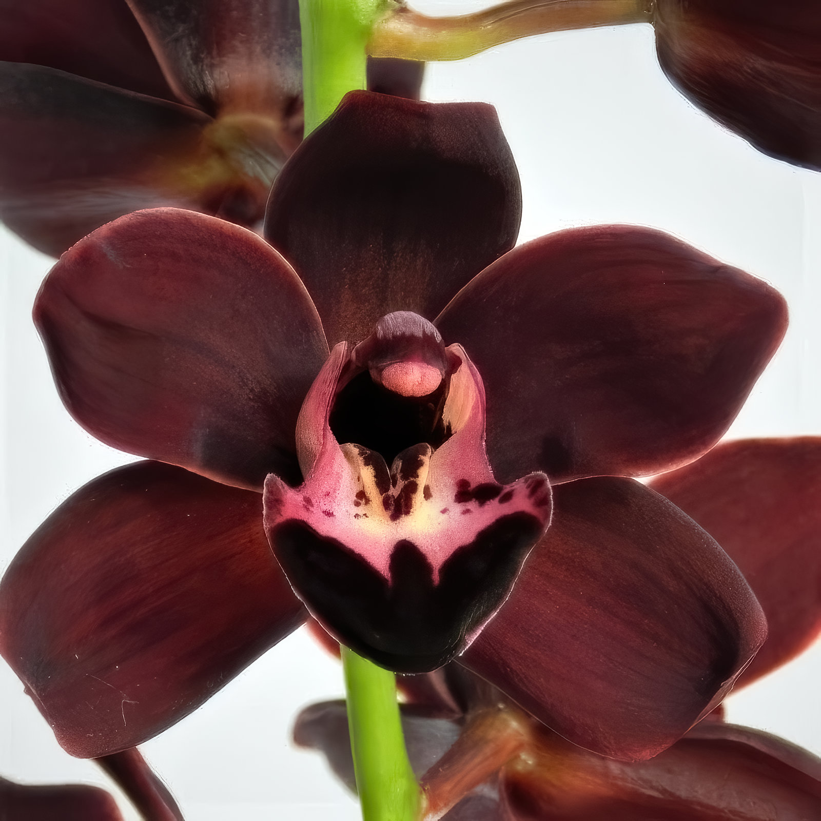Cymbidium ,Kiwi Midnight'