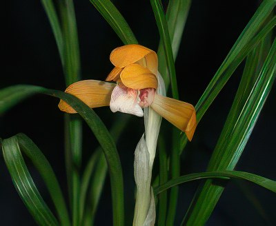 Cymbidium serratum