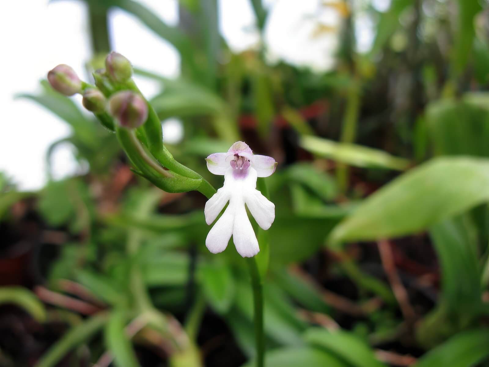 Cynorkis fastigiata