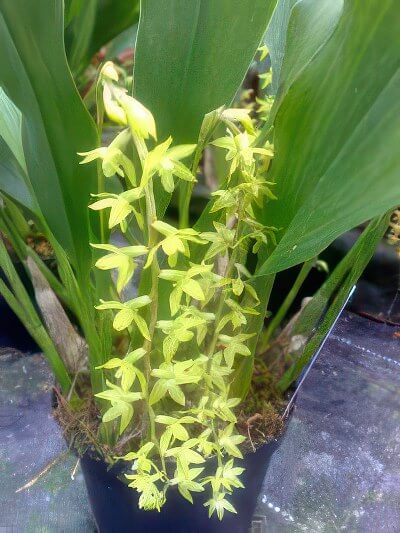 Dendrochilum abbreviatum