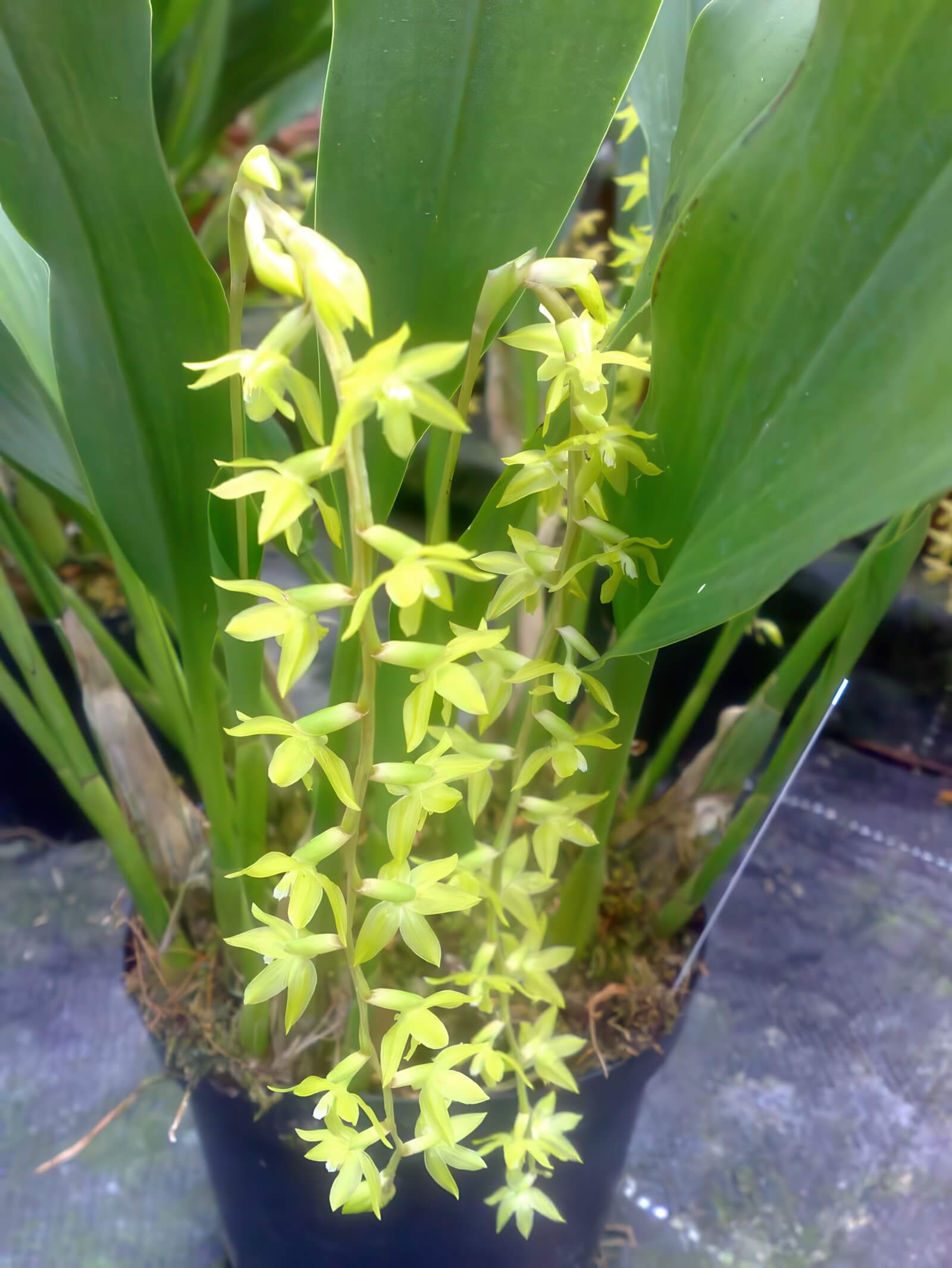 Dendrochilum abbreviatum