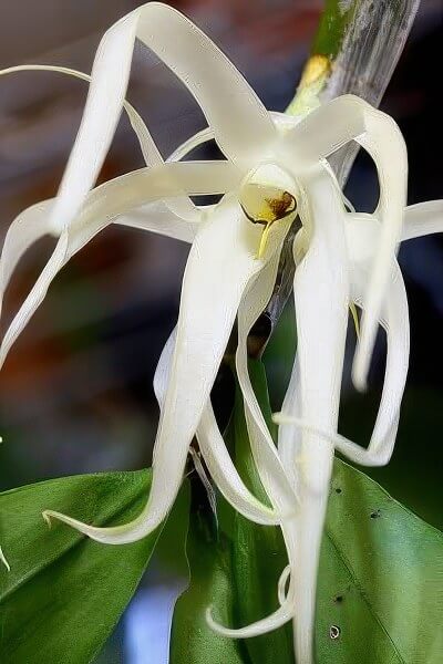 Dendrobium amboinense