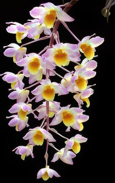 Dendrobium amabile