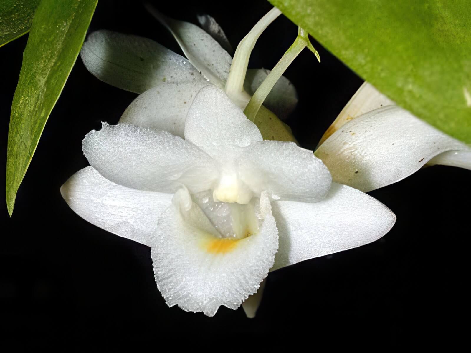 Dendrobium arcuatum