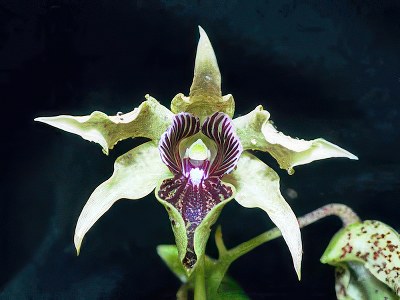 Dendrobium atroviolaceum