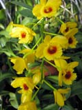 Dendrobium chrysotoxum var. suavissimum