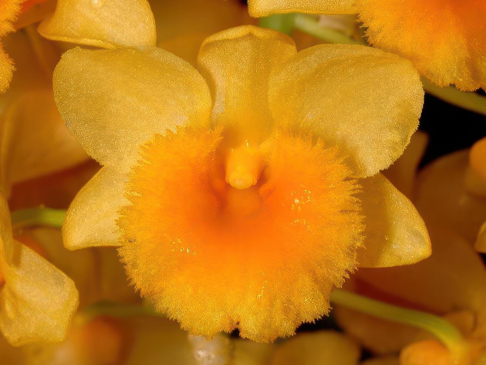 Dendrobium densiflorum