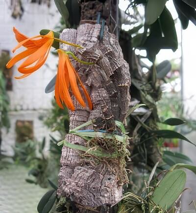 Dendrobium dickersonii