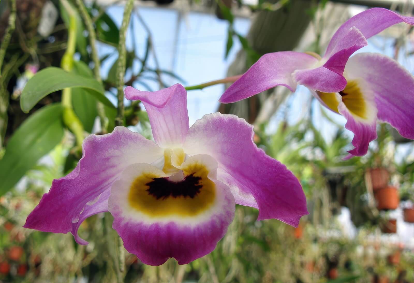 Dendrobium findleyanum var.: Oculatum