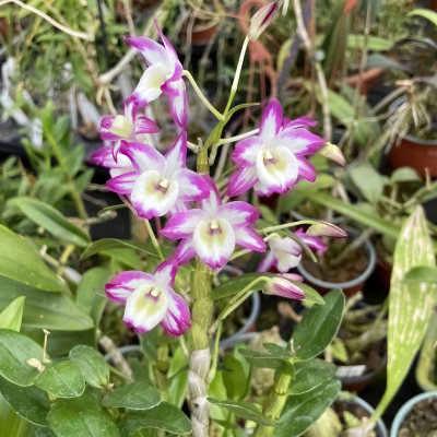 Dendrobium Hamana Lake Prism