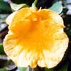 Dendrobium jenkinsii