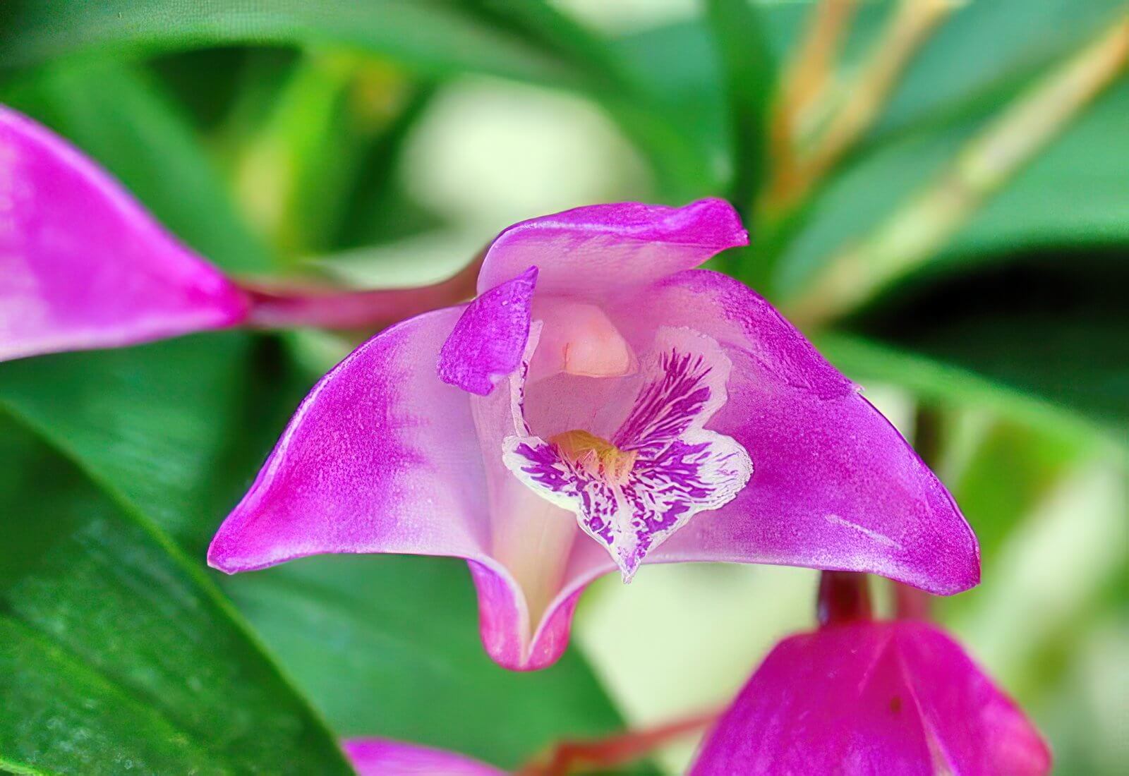 Dendrobium kingianum