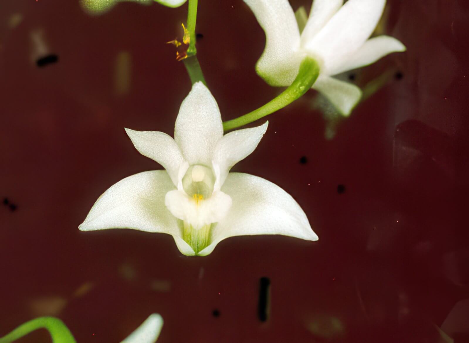 Dendrobium kingianum album