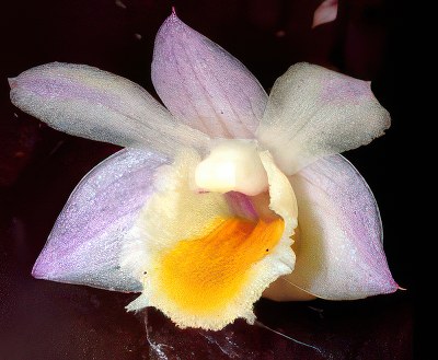 Dendrobium lamellatum