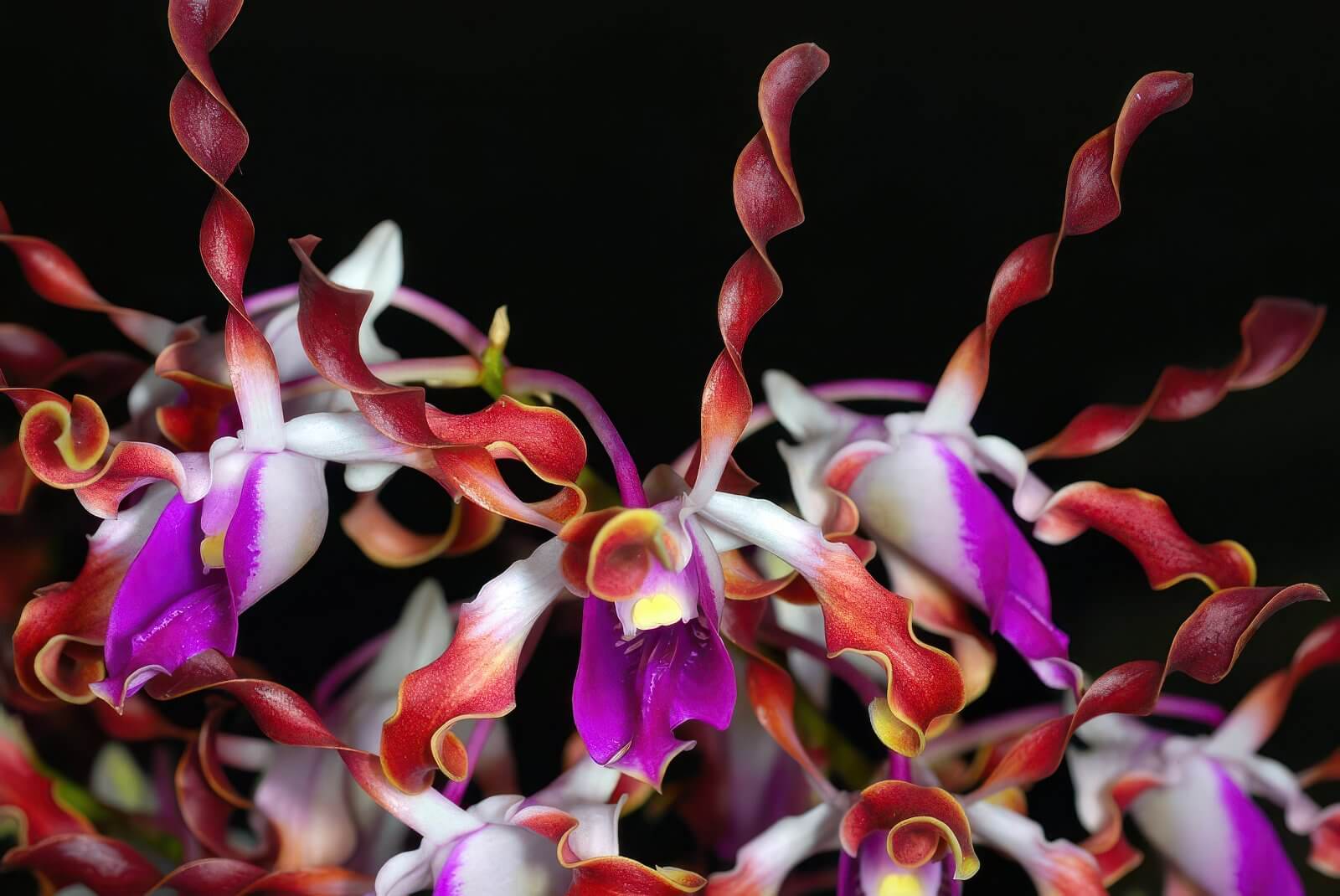 Dendrobium lasianthera