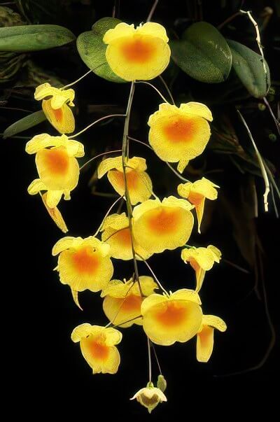 Dendrobium lindleyi