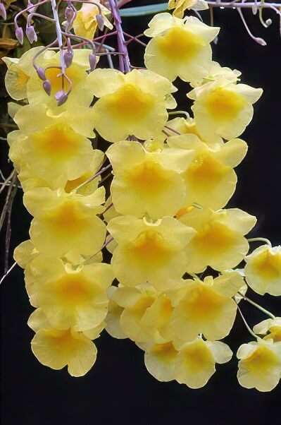 Dendrobium lindleyi