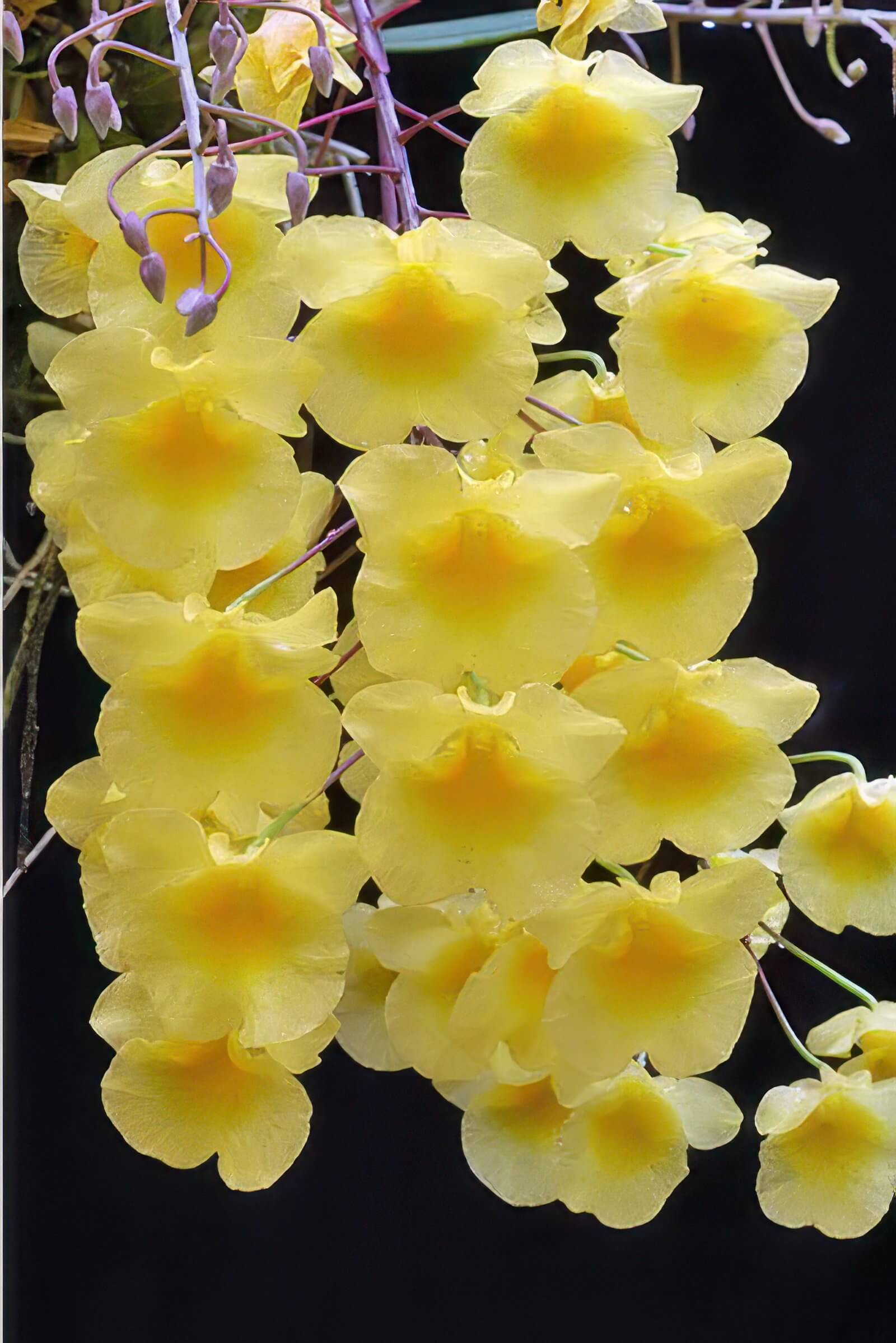 Dendrobium lindleyi