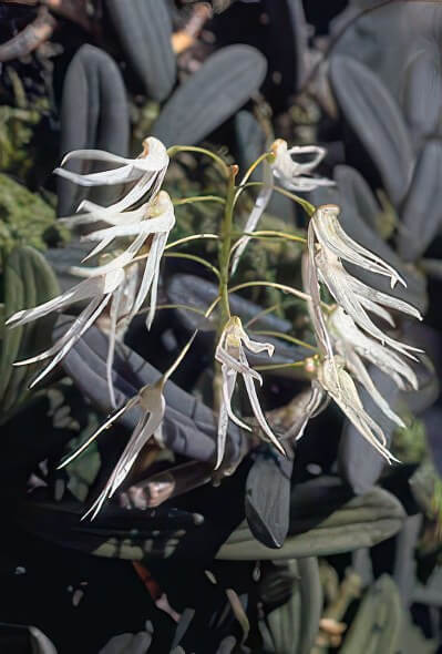 Dendrobium linguiforme