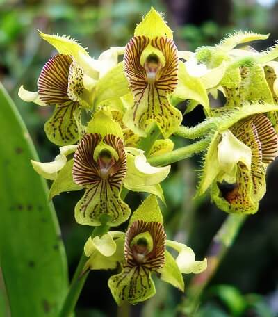 Dendrobium macrophyllum