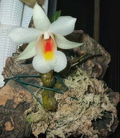 Dendrobium margaritaceum