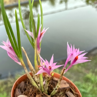 Dendrobium hellwegianum