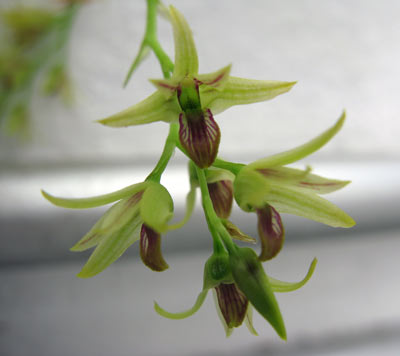Dendrobium proteranthum