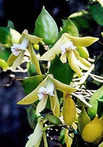 Dendrobium pugioniforme