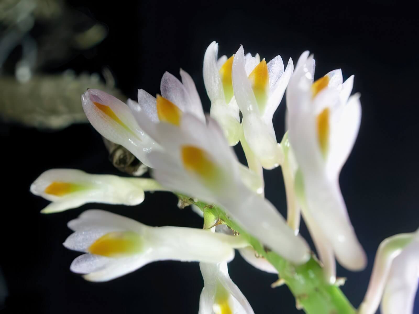 Dendrobium secundum alba