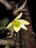 Dendrobium senile