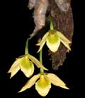 Dendrobium senile