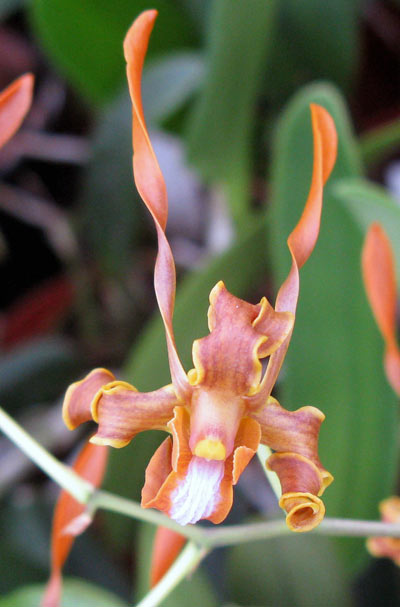 Dendrobium streberoceras
