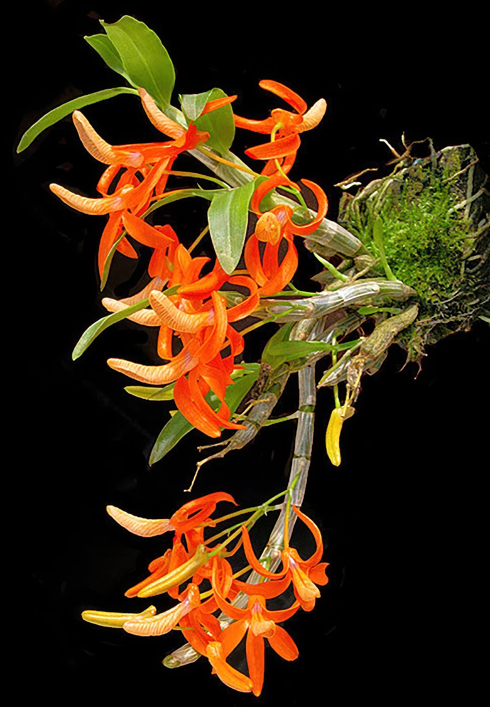 Dendrobium unicum