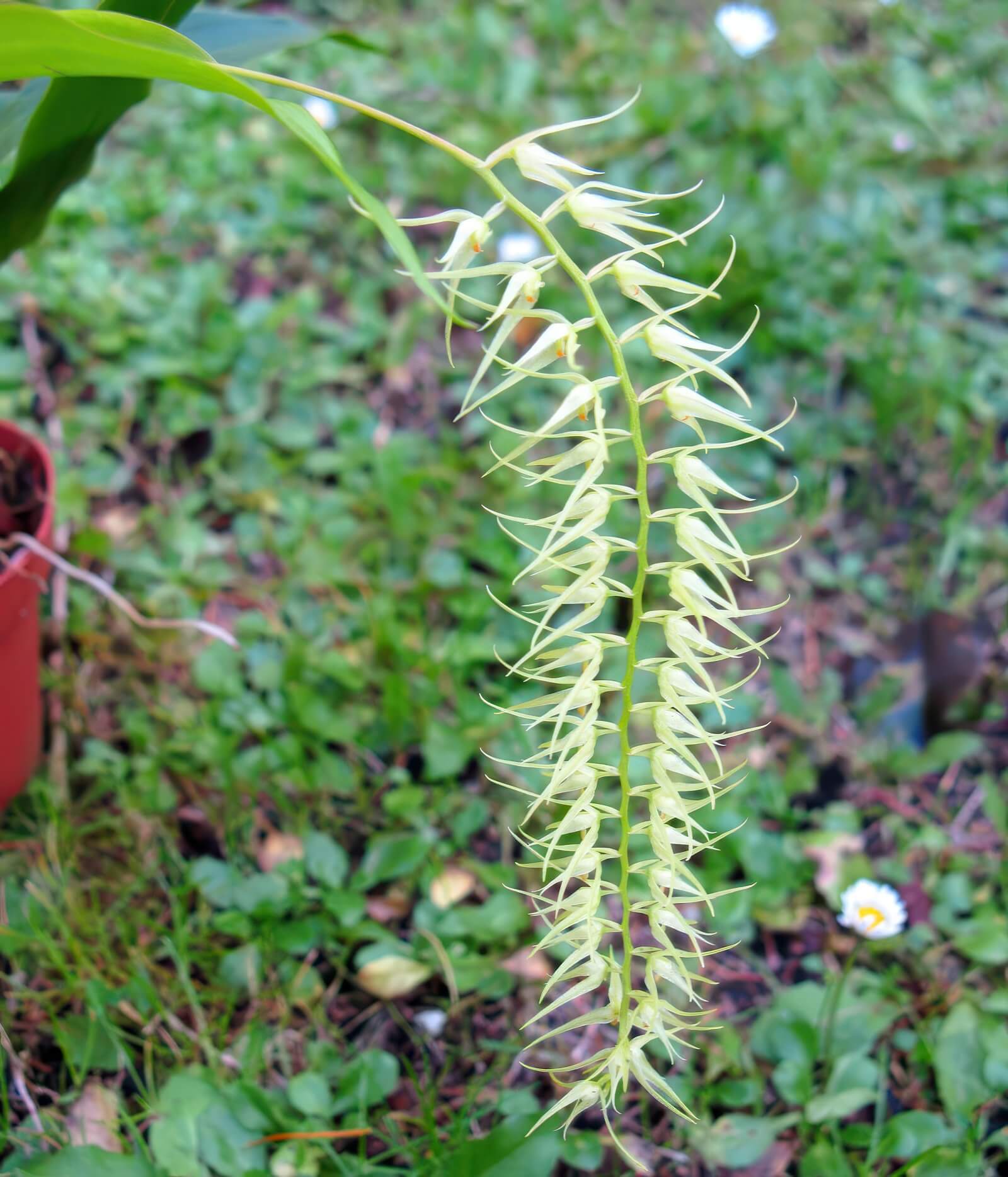 Dendrochilum arachnitis