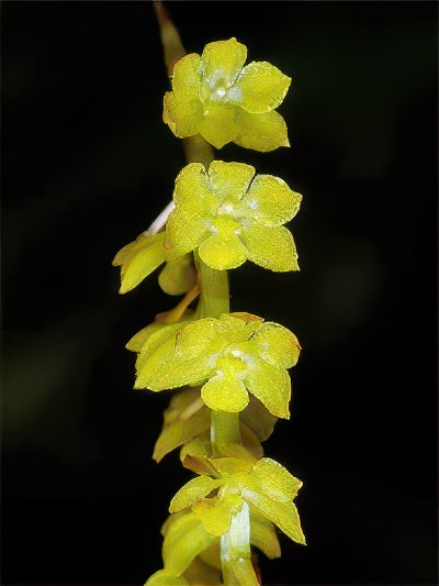 Dendrochilum filiforme